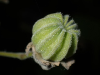 P7069239a.jpg
